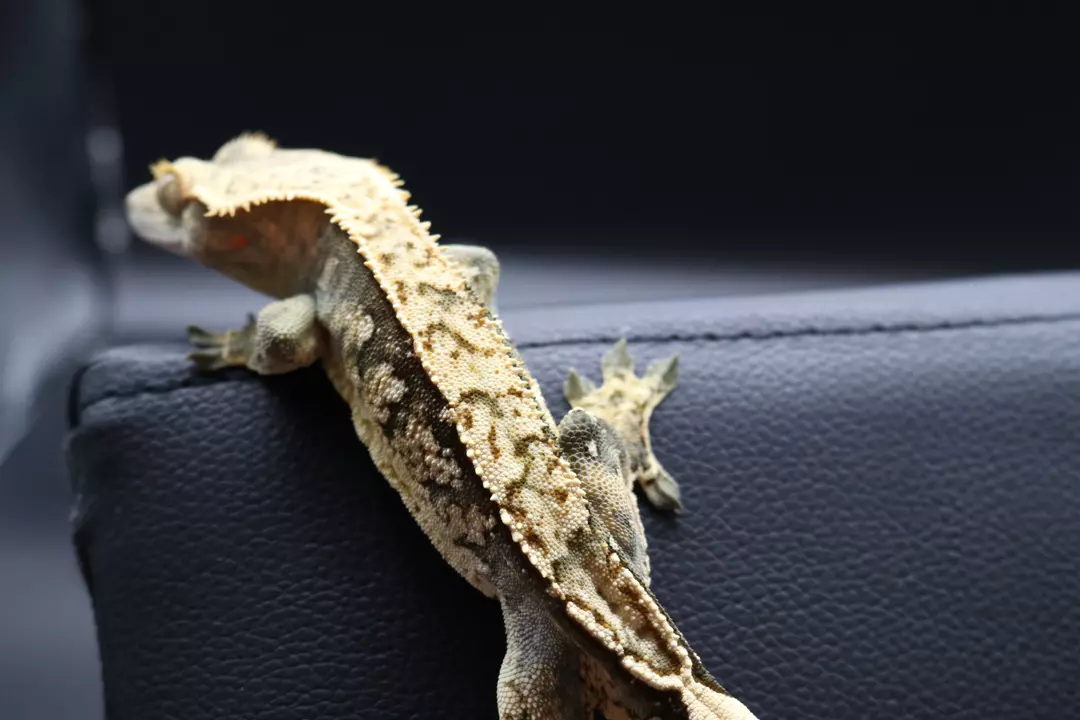 23-LXSZ-04 thumbnail