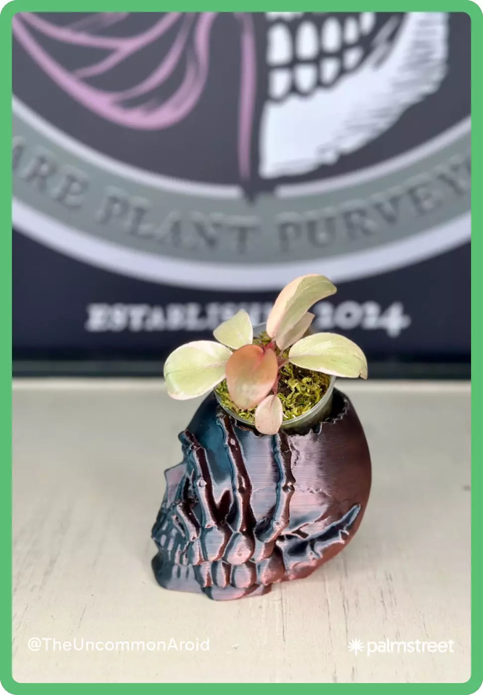 2.5" Opening Skull Planter w/ Drain Hole thumbnail