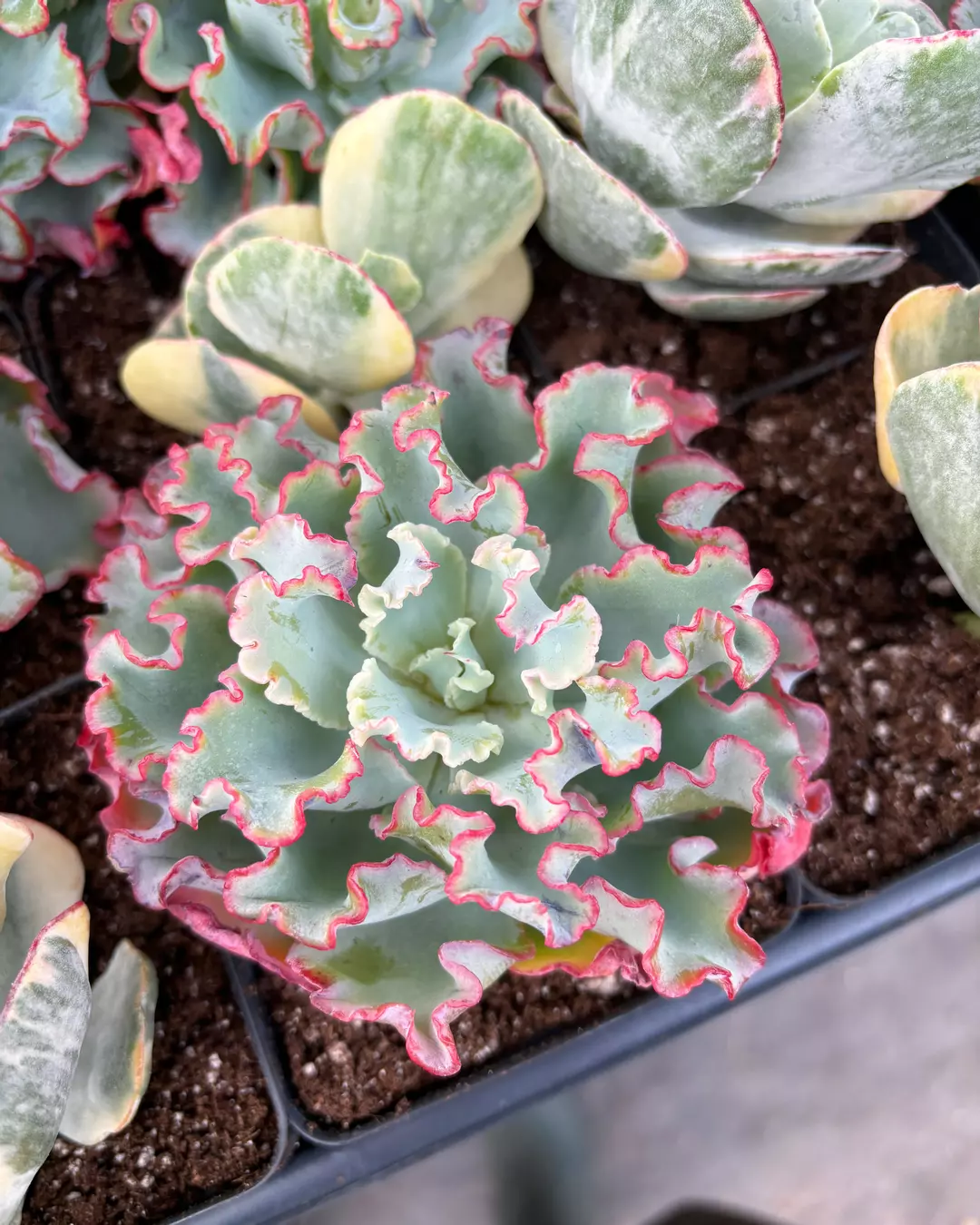Echeveria Aquarius frills  April Farm/Rare Succulents thumbnail