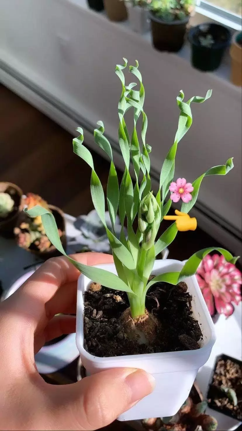 Ornithogalum concodianum/Albuca concordiana Baker  April Farm/Rare Succulents thumbnail