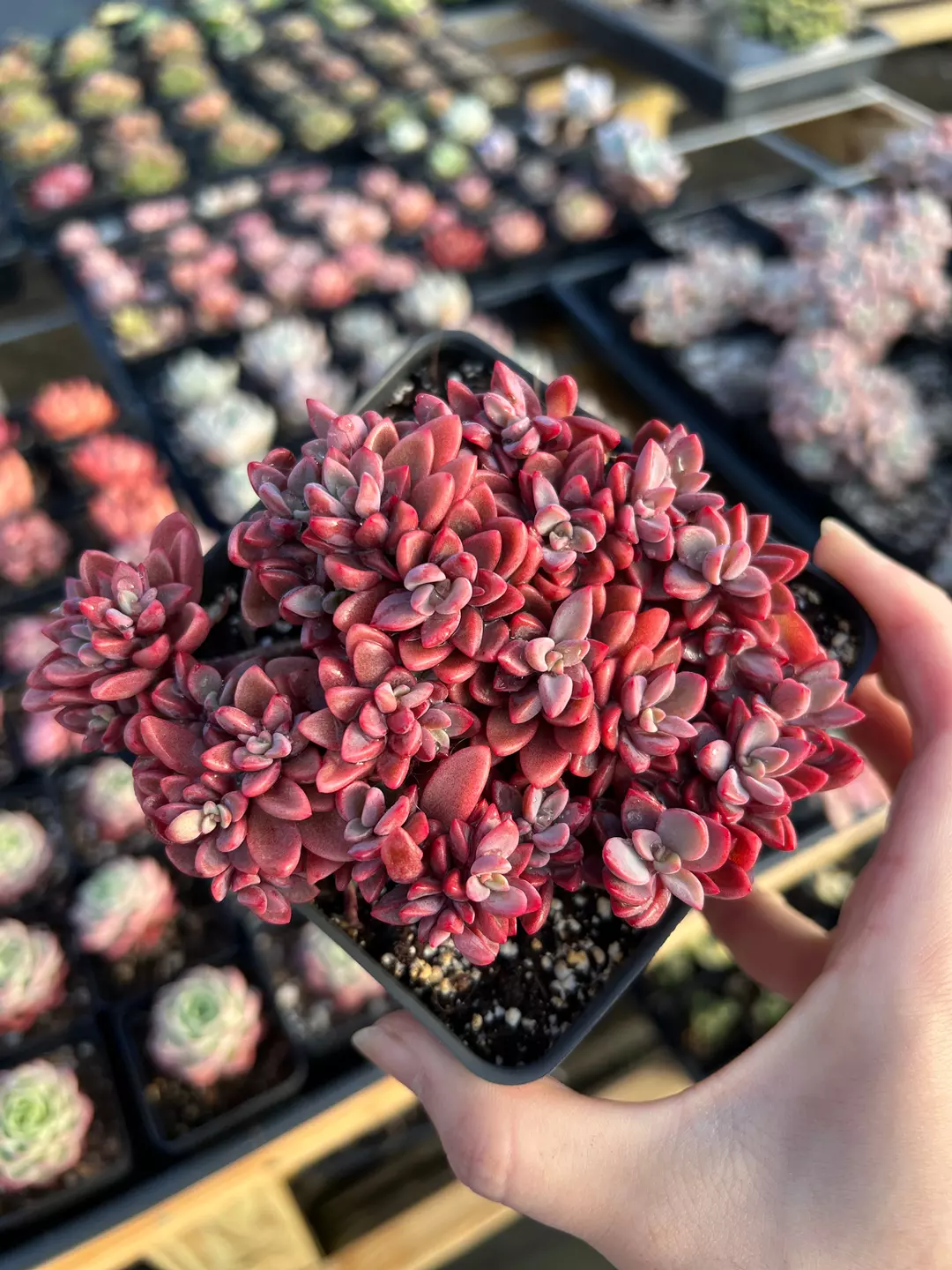 Echeveria Rezry Pink Family (cluster may fall apart)  April Farm/Rare Succulents thumbnail