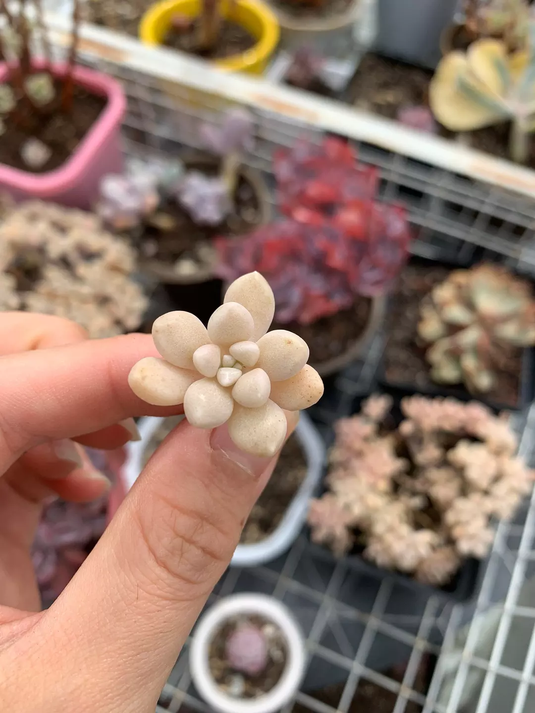 Graptopetalum Mendozae cutting  April Farm/Rare Succulents thumbnail