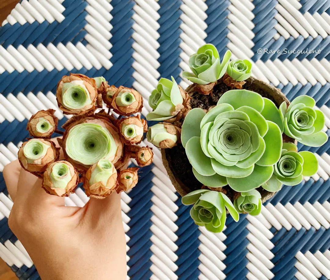 Greenovia cv. Gilva 'Pink Gilva Mountain Rose'  April Farm/Rare Succulents thumbnail