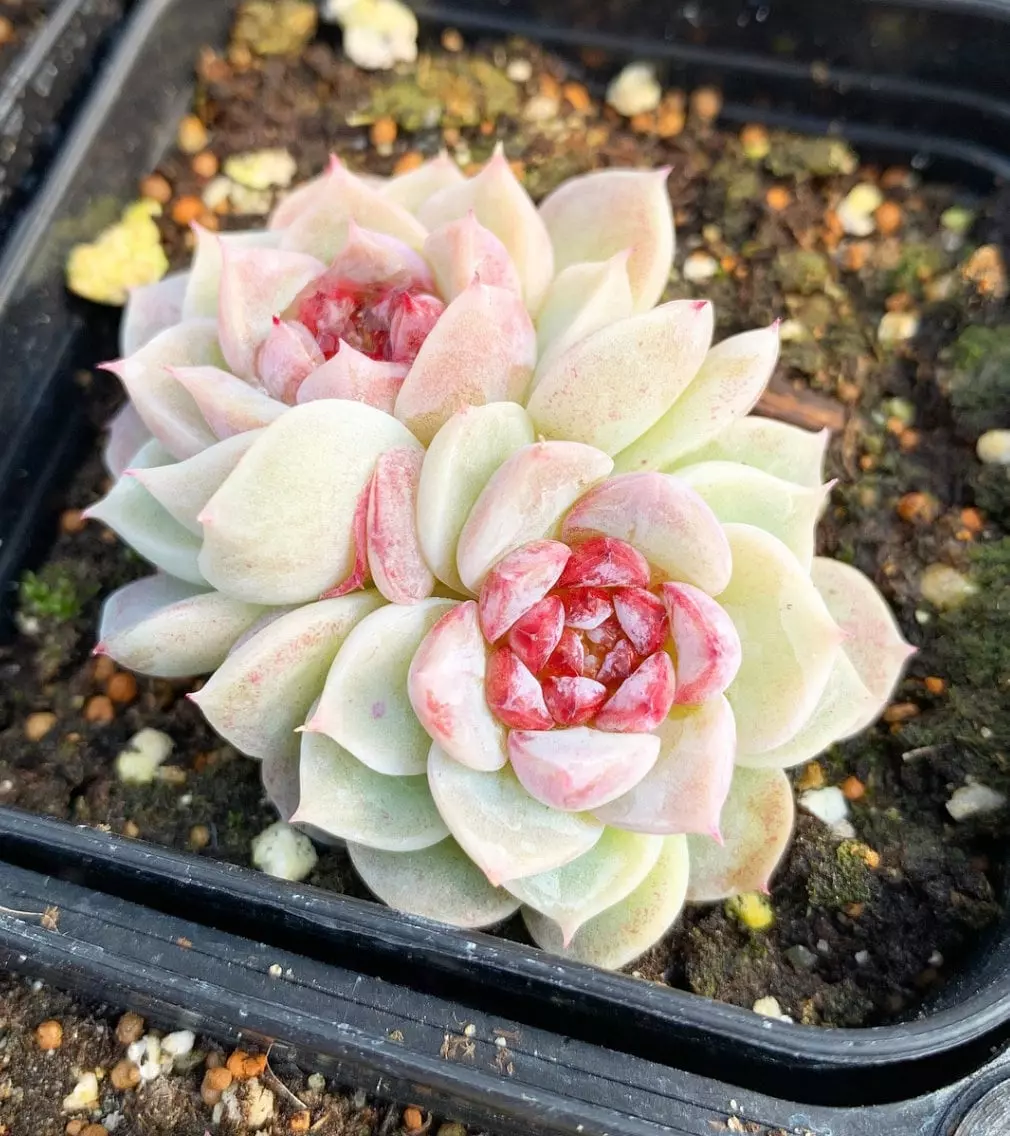 Echeveria Red Velvet (mini succulent green in summer)  April Farm/Rare Succulents thumbnail