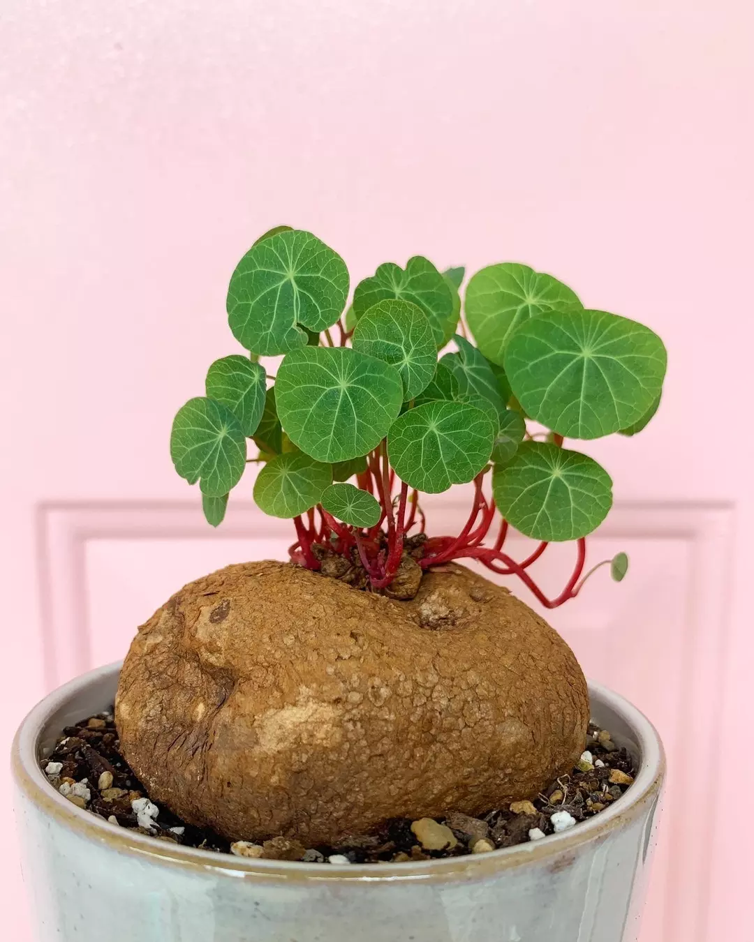 Stephania Cepharantha (28cm) - April Farm/Rare Succulents thumbnail