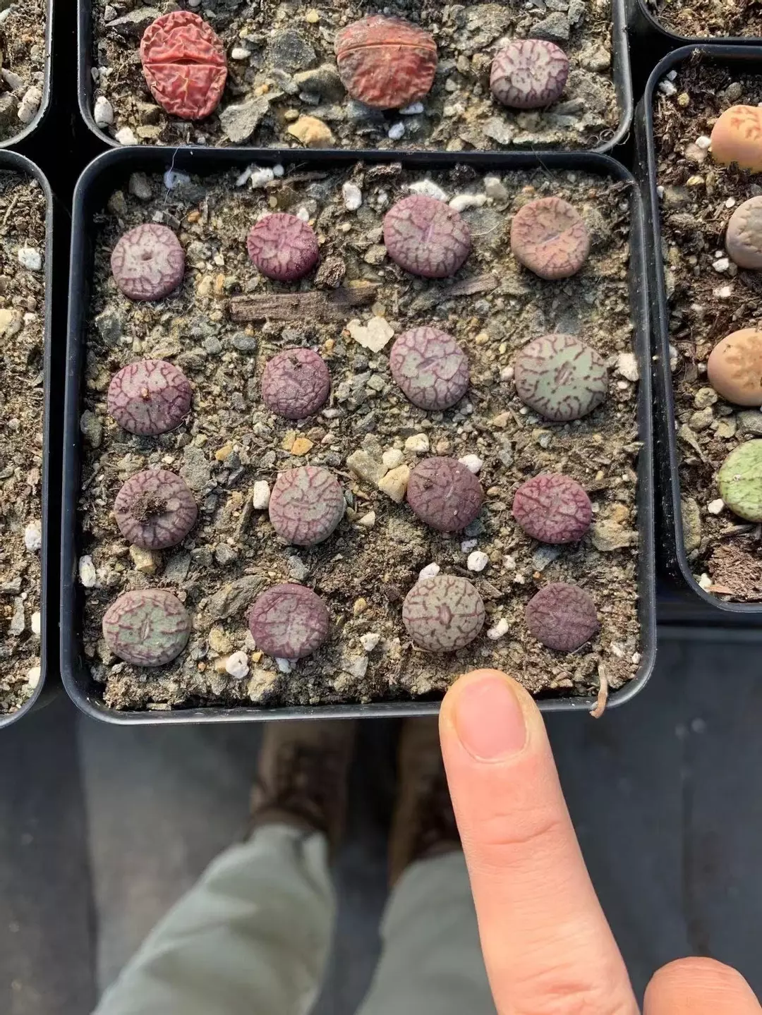 Conophytum minimum wittebergense single head  April Farm/Rare Succulents thumbnail