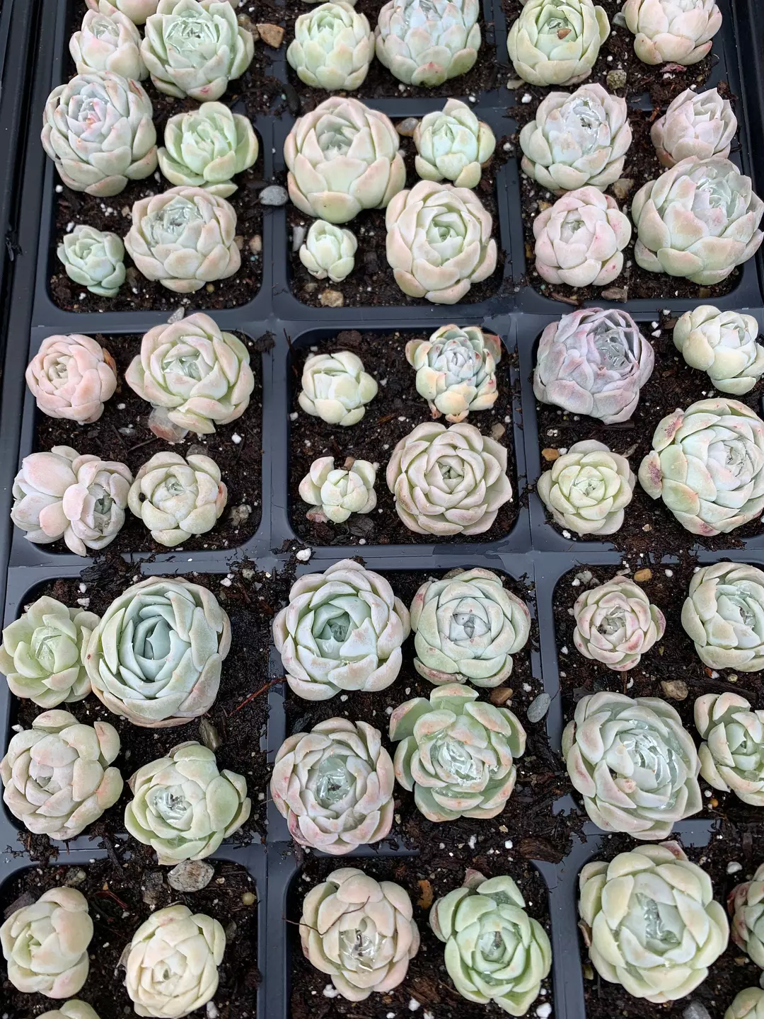 Echeveria Elegans hybrids  April Farm/Rare Succulents thumbnail