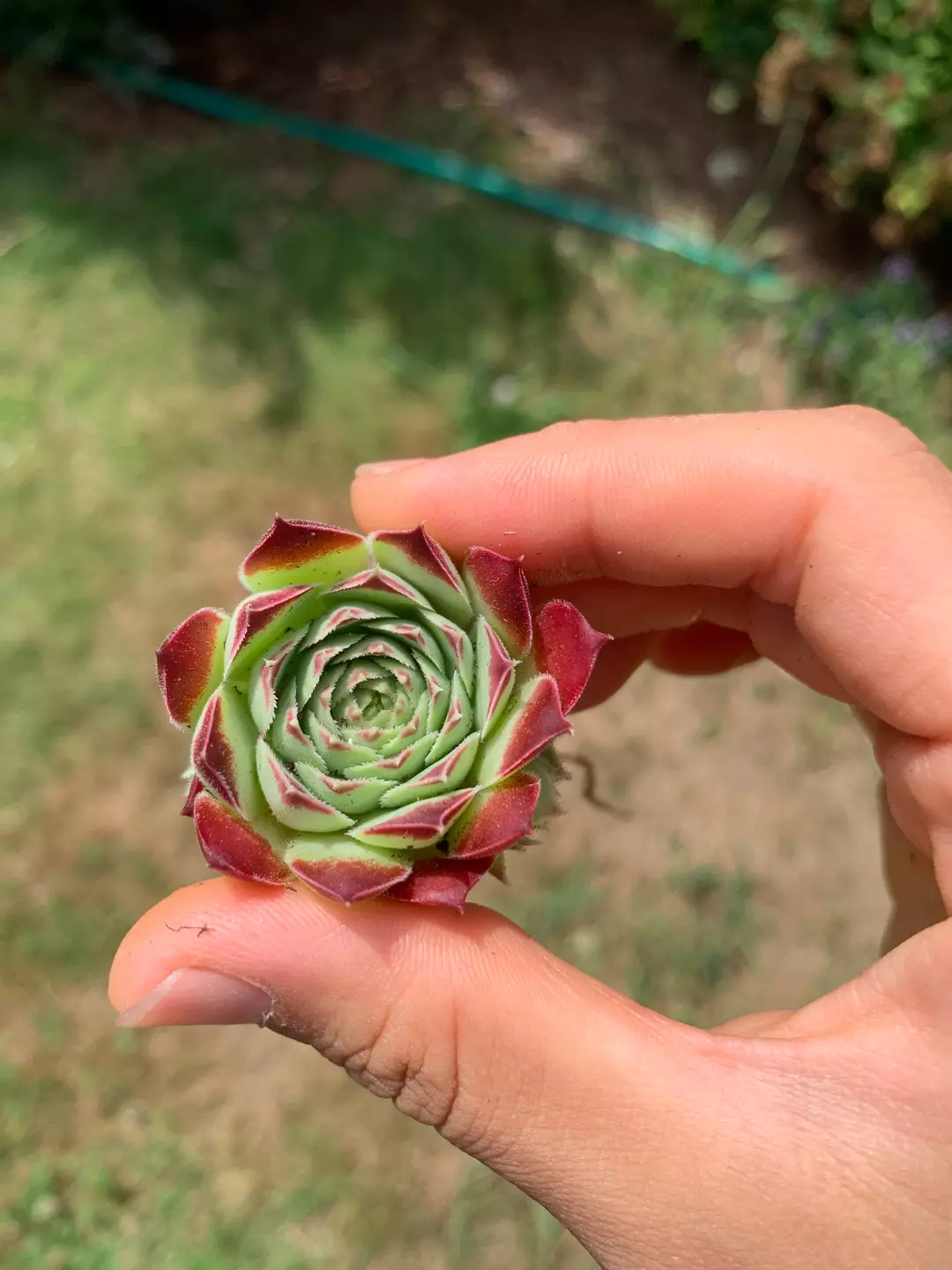 Sempervivum sp. (mini succulent single head)  April Farm/Rare Succulents thumbnail