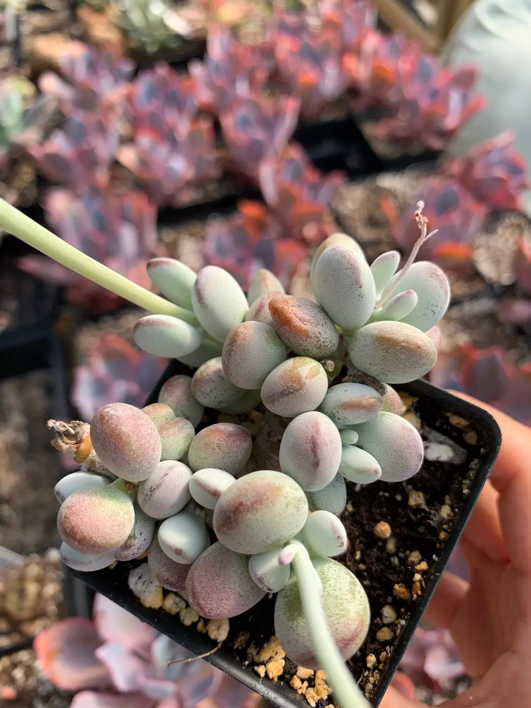 Cotyledon orbiculata cv  April Farm/Rare Succulents thumbnail