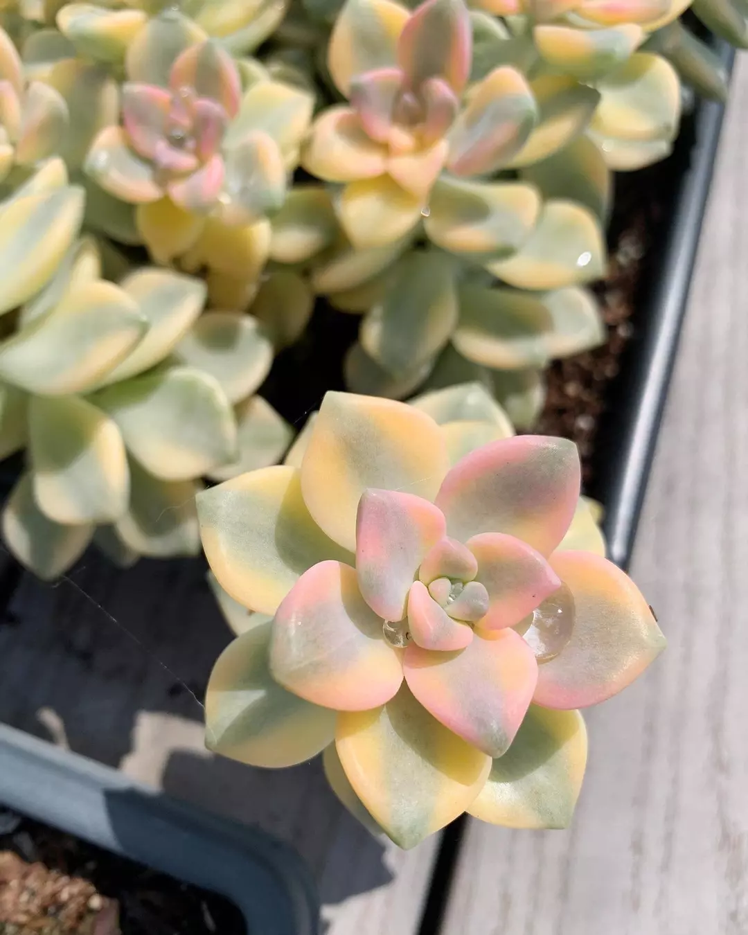 Graptopetalum Variegated Tituban  April Farm/Rare Succulents thumbnail