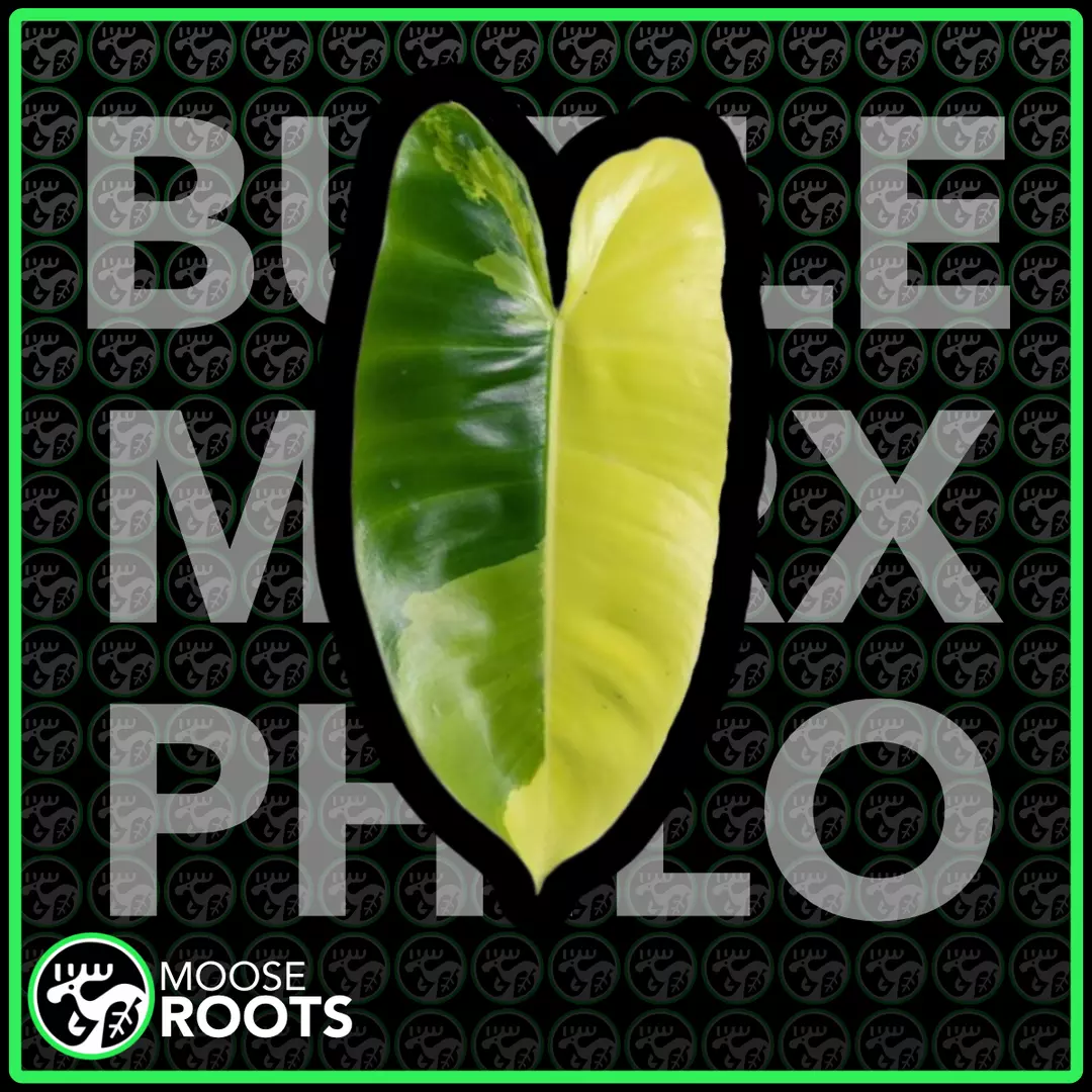 BURLE MARX AUREA PHILO TC SELLERS CHOICE thumbnail