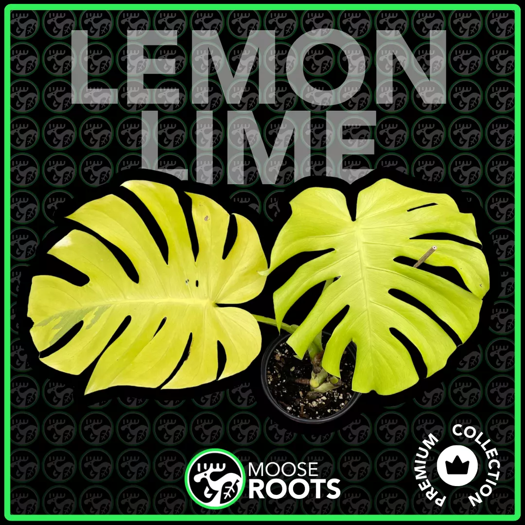 LEMON LIME MONSTERA TC SELLERS CHOICE thumbnail