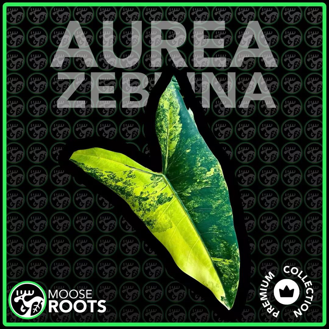 ZEBRINA AUREA TC SELLERS CHOICE thumbnail