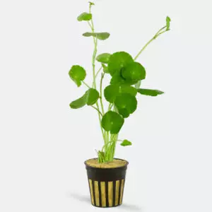 Brazilian pennywort buy 1 get 1 free  thumbnail