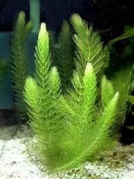 hornwort 2" pot  thumbnail
