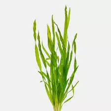 Corkscrew Vallisneria (Vallisneria torta) thumbnail