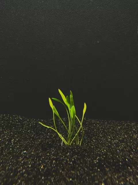 cryptocoryne parva mini thumbnail