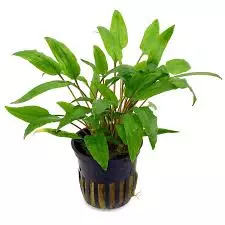 Cryptocoryne wendtii Green thumbnail