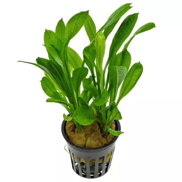 rosette sword tropica thumbnail