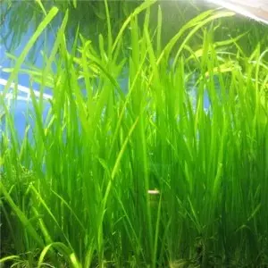 Italian Vallisneria x2  thumbnail