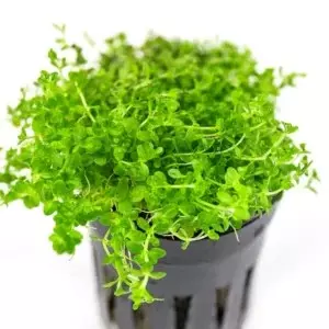 Dwarf Baby Tears 2" pot thumbnail