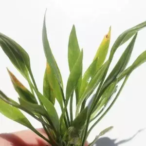 Chain Sword 2" pot  thumbnail