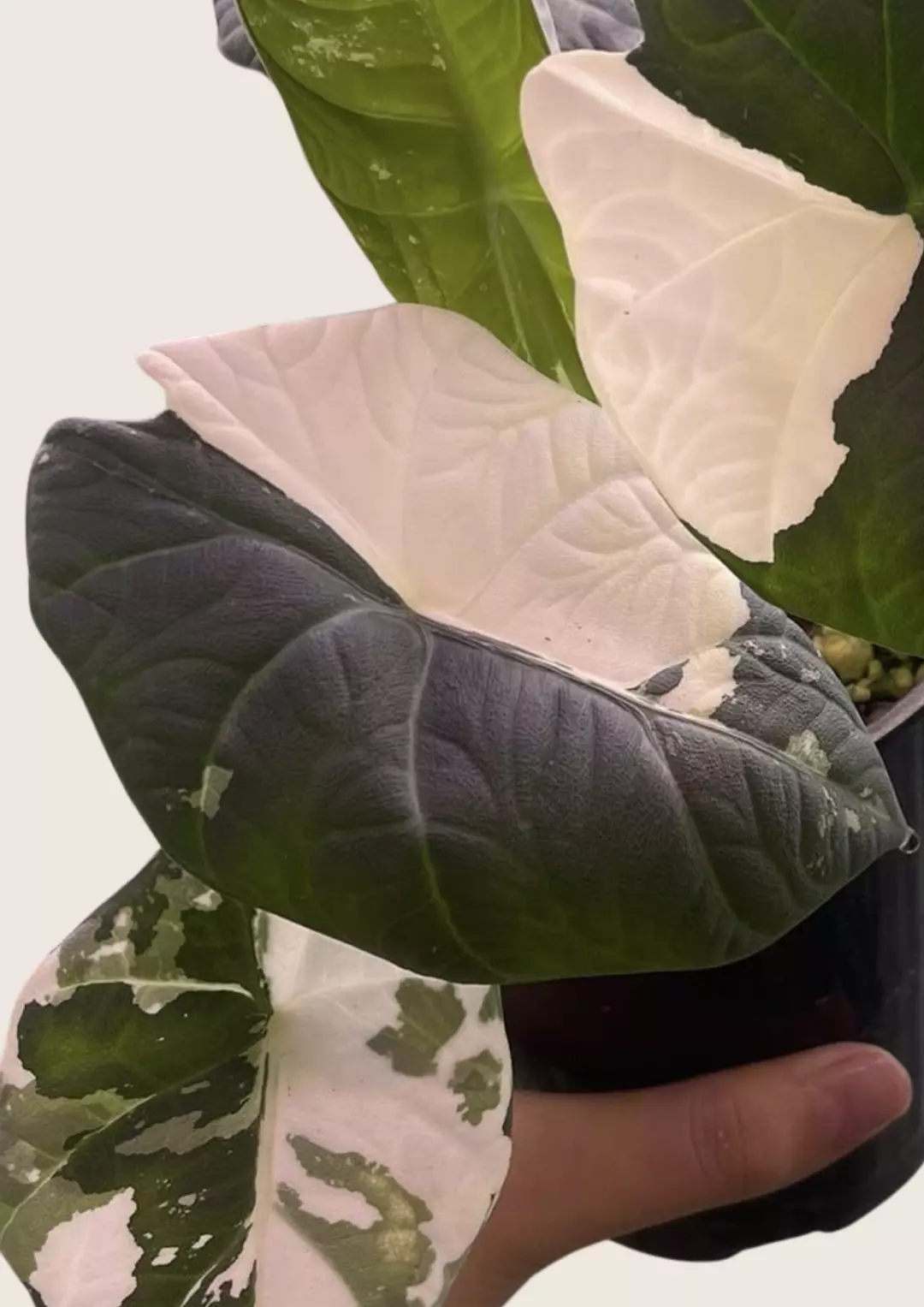 NEW) Alocasia Maharani Albo Tissue Culture Grower's Choice