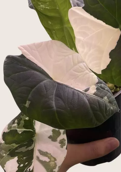 マハラニ アルボ　現時点 斑少なめ alocasia maharani albo AlocasiaMaharaniAlbo.heic?v=