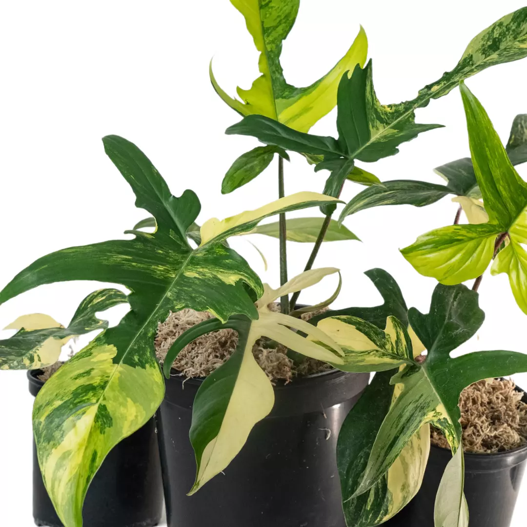 Philodendron Florida beauty Variegated Tissue Culture  Grower's Choice thumbnail