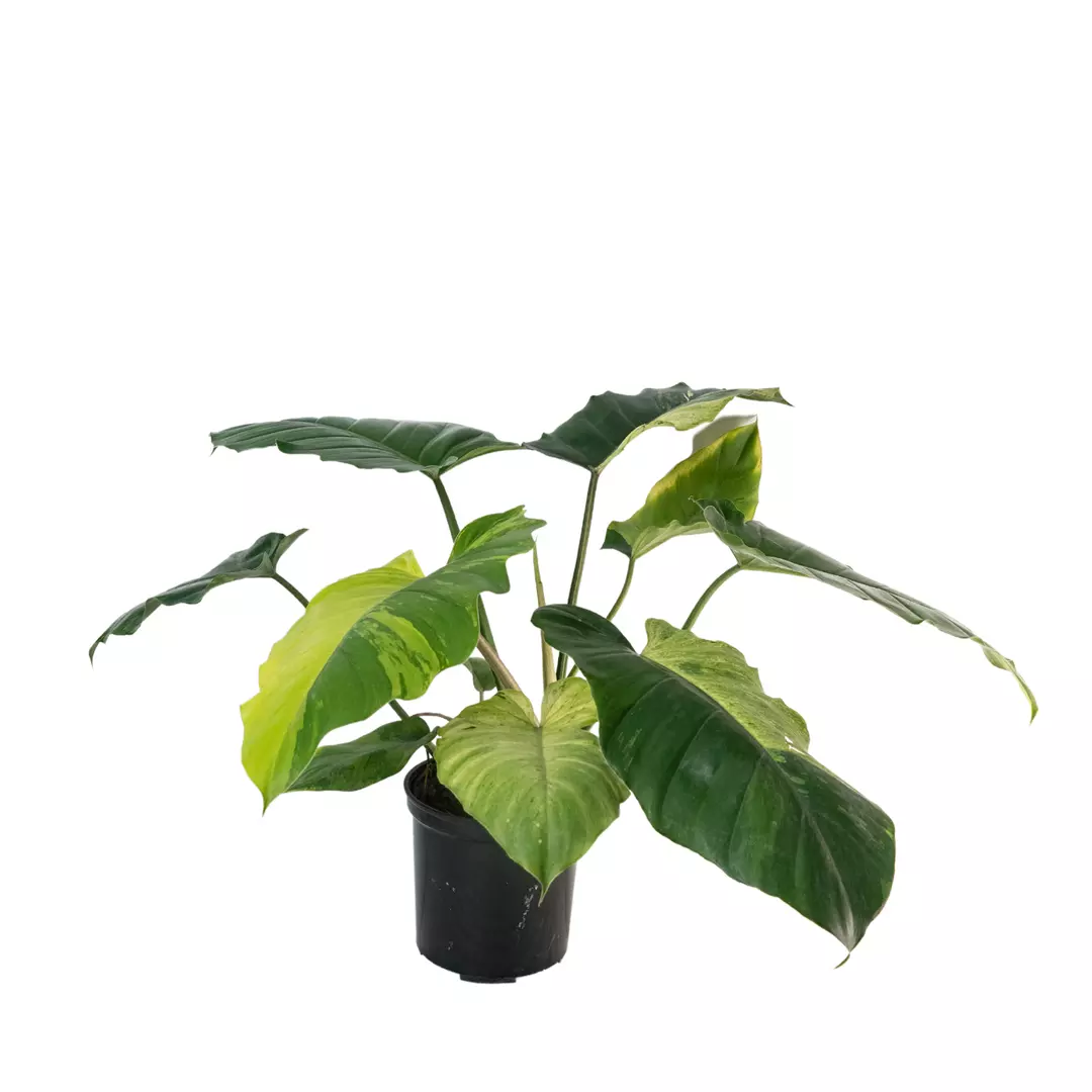 Philodendron Jungle Fever Yellow Tissue Culture  Grower's Choice thumbnail