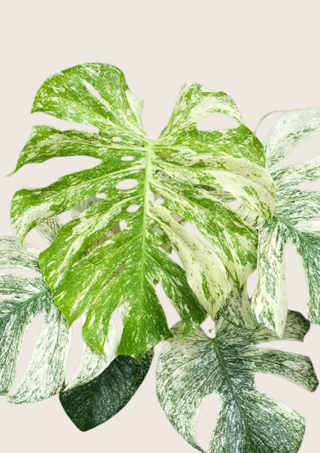 Monstera White Monster Tissue Culture  Grower's Choice thumbnail