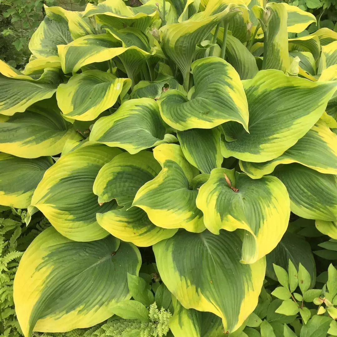 Hosta Atlantis Well Rooted 5.25" Pot Perennial Shade Bright and Colorful thumbnail