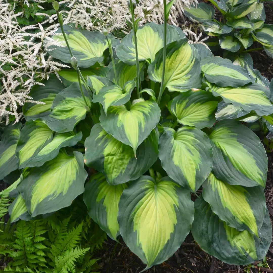 Hosta Beyond Glory 5.25" Pot Well Rooted Perennial Shade Unusual Colorful thumbnail