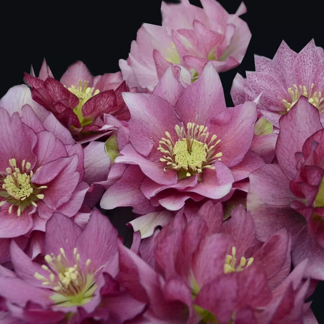 Hellebore 'Maid of Honor' Well Rooted 5.25" Pot Perennial Plant Lenten Rose thumbnail