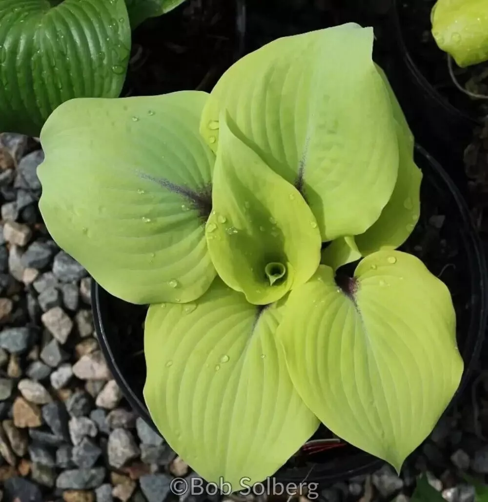 Hosta Calm Before the Storm Well Rooted 5.25" Pot Perennial Shade Hardy Plant thumbnail