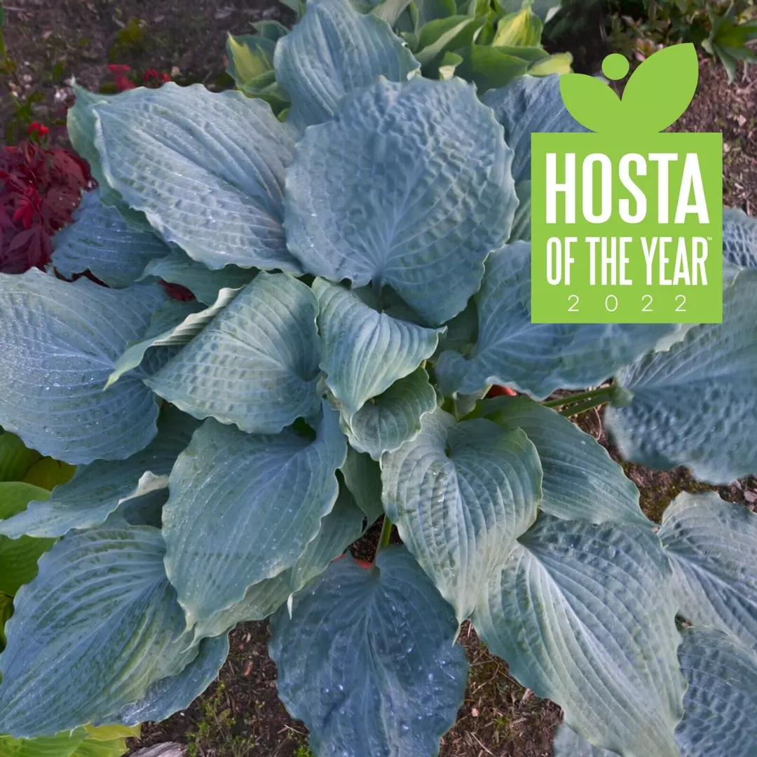 Hosta Diamond Lake Rooted 5.25" Pot Perennial Proven Winners Hosta of the Year thumbnail