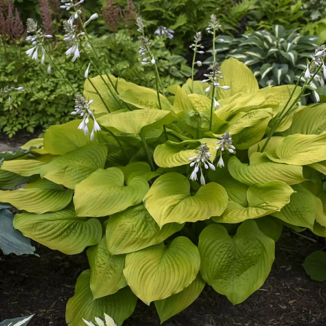 Hosta Age of Gold Well Rooted 5.25" Pot Perennial Shade Corrugated Plant thumbnail