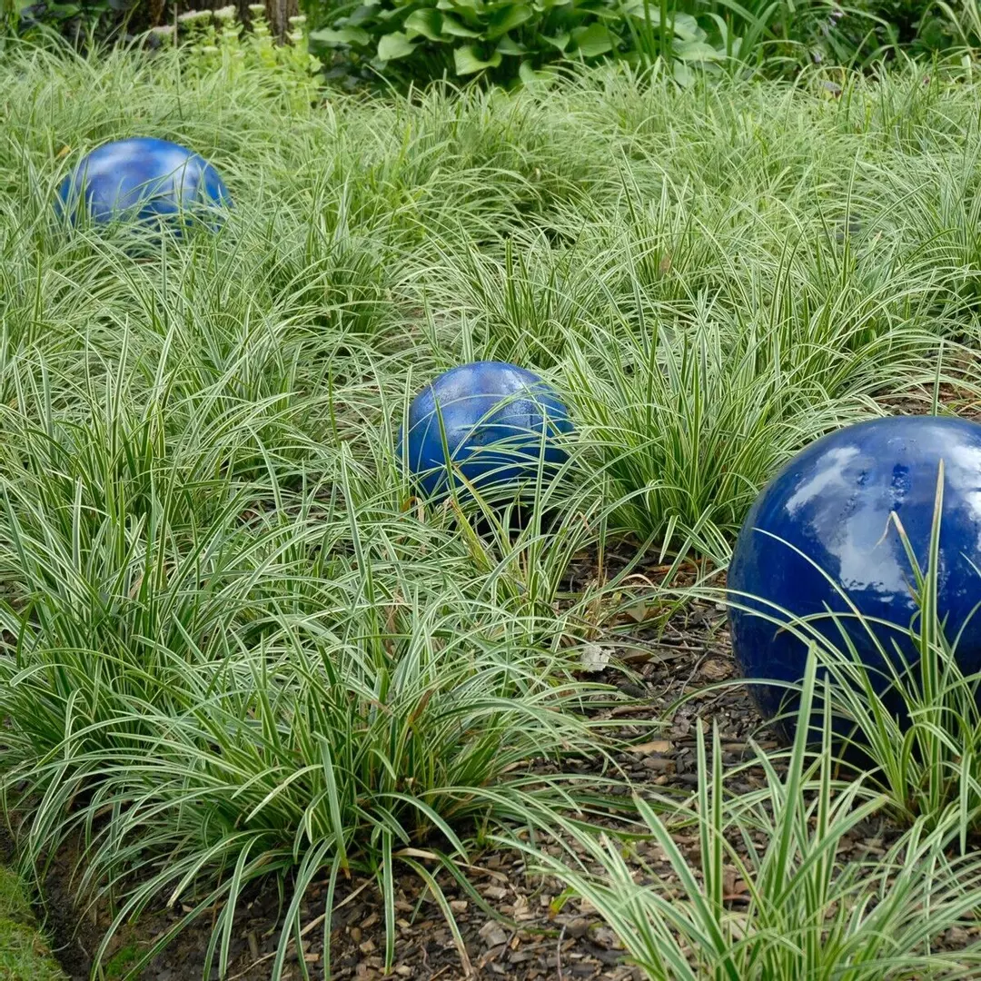 Carex marrowii 'Ice Dance' Variegated Sedge Shade Grass Hosta Companion thumbnail