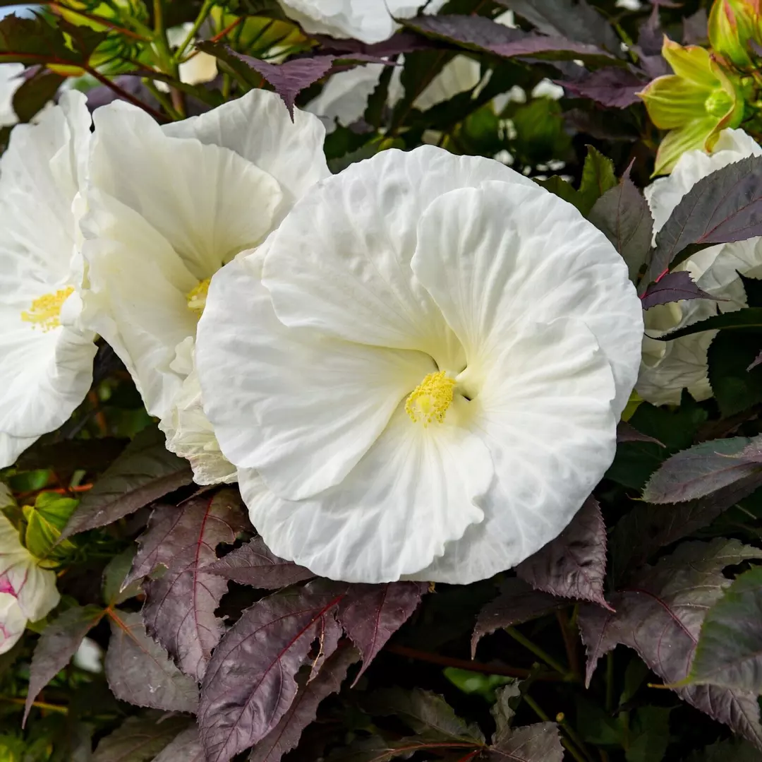 Hibiscus Cookies and Cream 5.25" Pot Well Rooted Perennial Proven Winners thumbnail