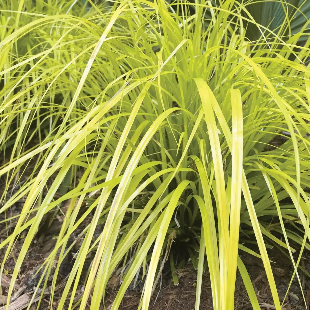 Evercolor 'Everillo' Japanese Sedge Carex Shade Grass Hosta Companion thumbnail