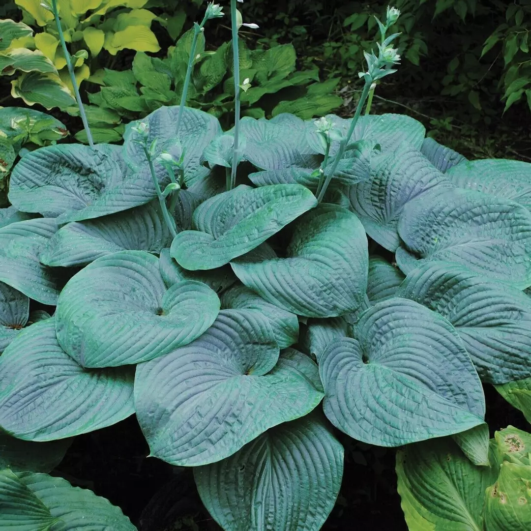 Hosta Humpback Whale Well Rooted 5.25" Pot Perennial Shade Plant Monster Blue thumbnail