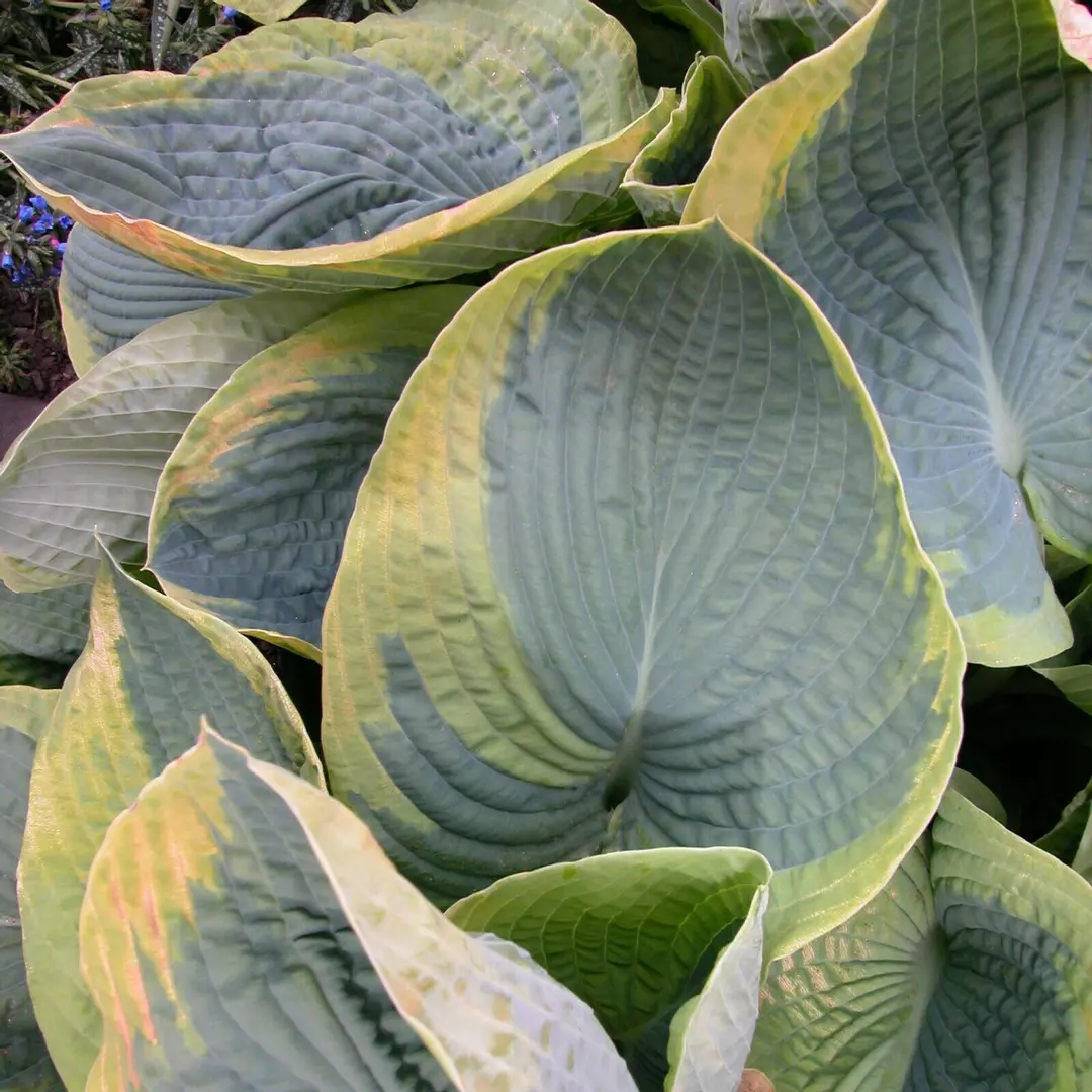 Hosta Frances Williams Rooted 5.25" Pot Perennial Shade Blue thumbnail
