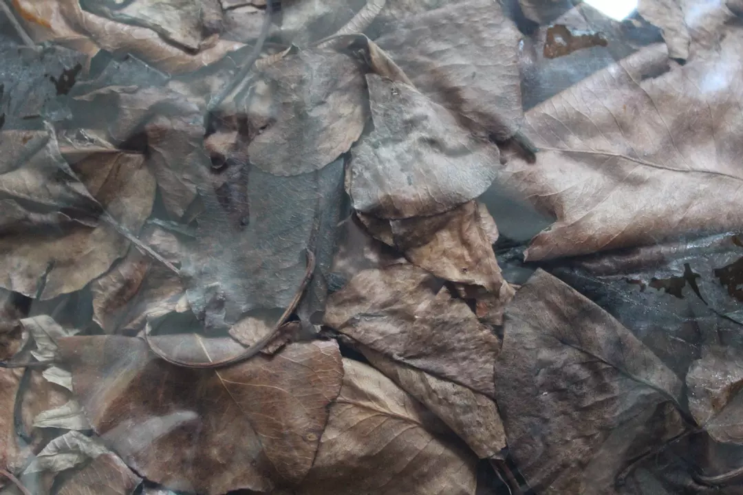 Oak Leaf Litter (1 Gallon Bag) thumbnail