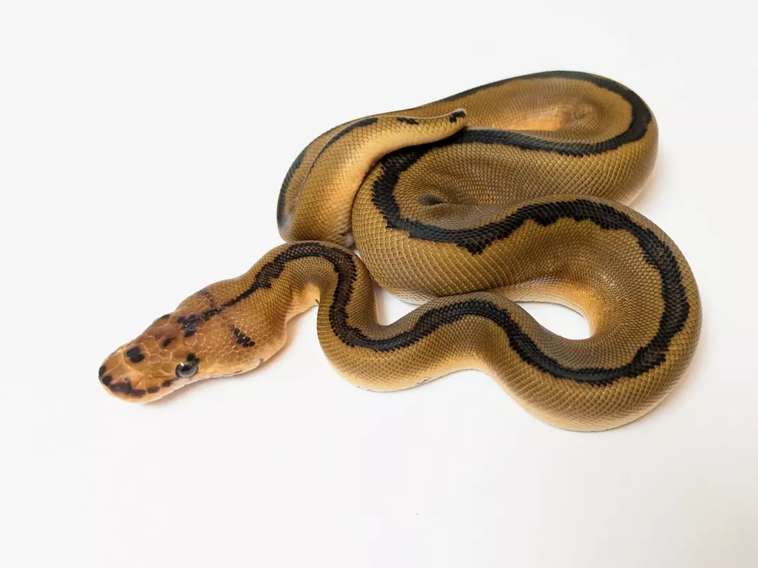 Enchi Magma (Red Stripe Clown) Blade female 2412-F-1 Weight: 195g Diet: mouse (frozen/thawed) DOB: 45595 thumbnail