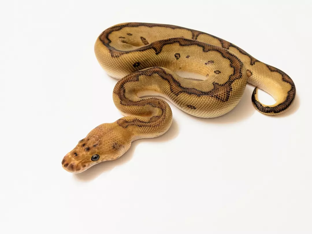 Cypress Enchi Red Stripe Clown male 2412-M-2 Weight: 205g Diet: mouse (frozen/thawed) DOB: 45595 thumbnail