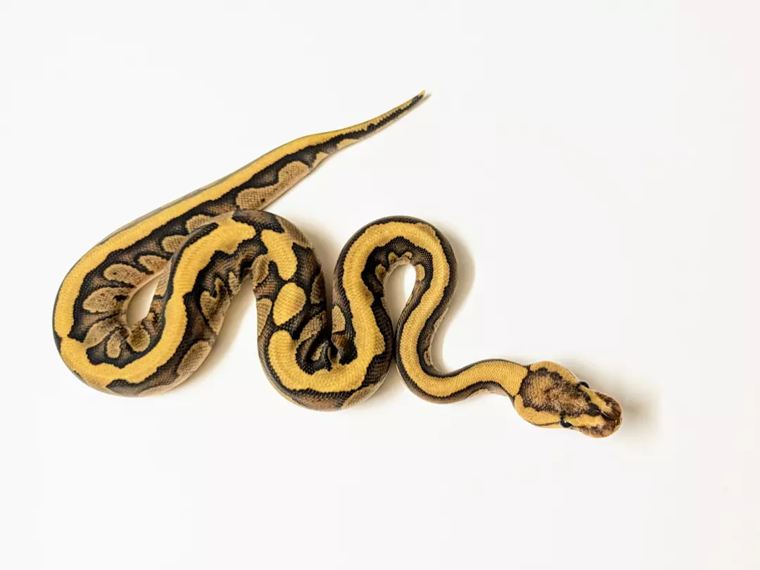 Enchi Fire Red Stripe female 2411-F-3
 Weight: 245Diet: mouse (frozen/thawed)
 DOB: 45582 thumbnail