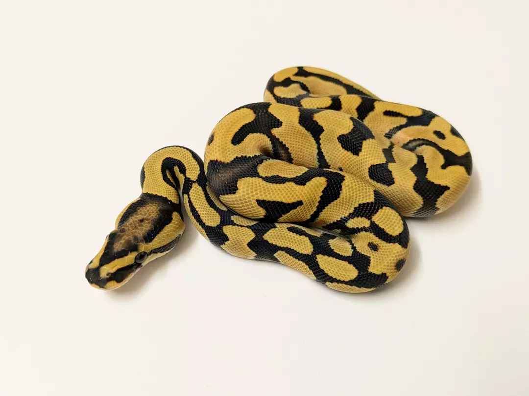Enchi Desert Ghost Het Cryptic Het Piebald male 2410-M-3
 Weight: 235Diet: mouse (frozen/thawed)
 DOB: 45577 thumbnail