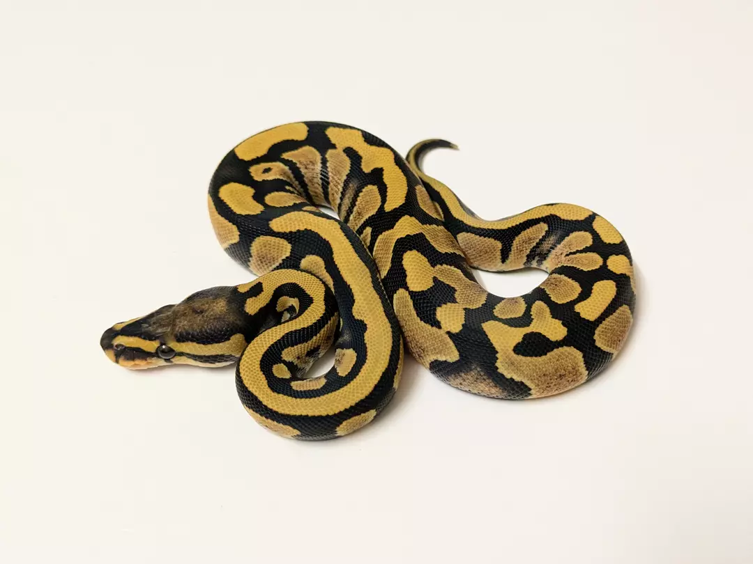 Desert Ghost Het Cryptic Het Piebald female 2410-F-3
 Weight: 240Diet: mouse (frozen/thawed)
 DOB: 45577 thumbnail