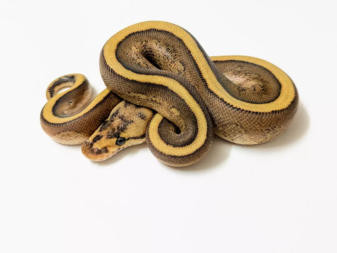 Cypress Fire Red Stripe male 2411-M-1
 Weight: 275Diet: mouse (frozen/thawed)
 DOB: 45582 thumbnail