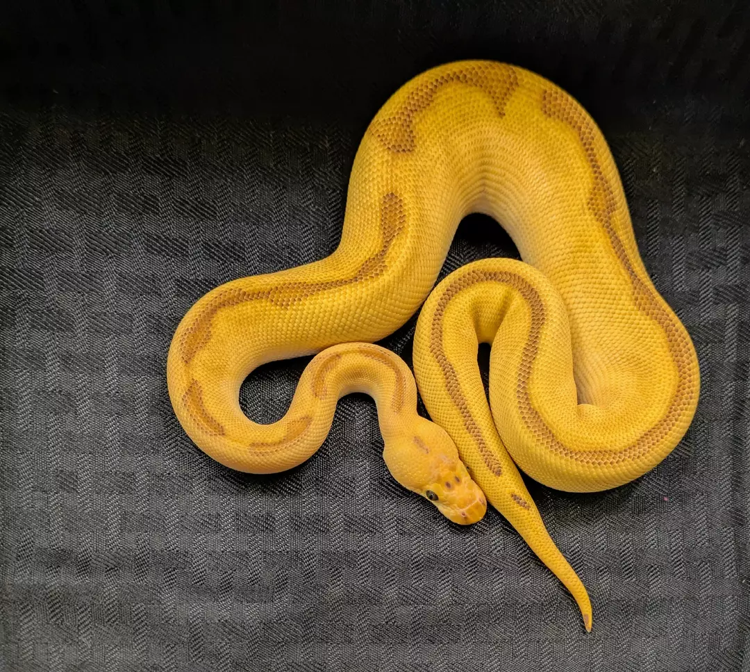 Cypress Enchi Fire Red Stripe Clown male 2417-M-1
 Weight: 270Diet: mouse (frozen/thawed)
 DOB: 45622 thumbnail